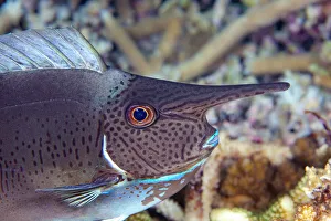 Pletail unicornfish (Naso brevirostris) juvenile, its horn will continue to grow as it Pletail unicornfish (Naso brevirostris) juvenile, its horn will continue to grow as it