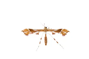 Plume moth (Pterophoridae family) Fliess, Naturpark Kaunergrat, Tirol, Austria, July Plume moth (Pterophoridae family) Fliess, Naturpark Kaunergrat, Tirol, Austria, July