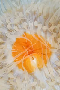 Plumose sea anemone (Metridium senile) close-up, Lofoten, Norway, November 2008. WWE BOOK Plumose sea anemone (Metridium senile) close-up, Lofoten, Norway, November 2008. WWE BOOK