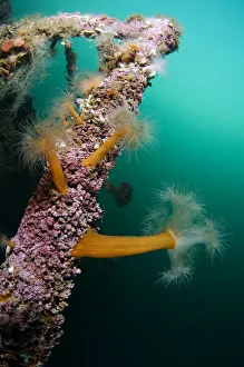 Plumose sea anemones (Metridium senile) on a ship wreck, Lofoten, Norway, November 2008 Plumose sea anemones (Metridium senile) on a ship wreck, Lofoten, Norway, November 2008