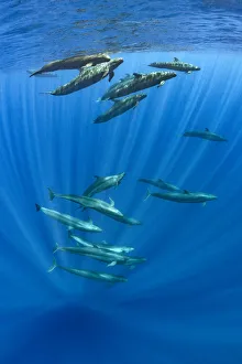 Pod of false killer whales (Pseudorca crassidens) swimming beneath the surface of Pod of false killer whales (Pseudorca crassidens) swimming beneath the surface of