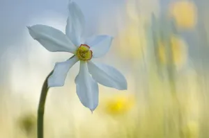 Poets daffodil (Narcissus poeticus) in flower, Sibillini NP, Italy, May 2009 WWE BOOK Poets daffodil (Narcissus poeticus) in flower, Sibillini NP, Italy, May 2009 WWE BOOK