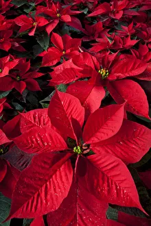 Poinsettia (Euphorbia pulcherrima) flowers, in a chinampa wetland agricultural system Poinsettia (Euphorbia pulcherrima) flowers, in a chinampa wetland agricultural system