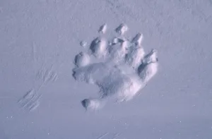 Polar bear footprint in snow {Ursus maritimus} Churchill, Canada Polar bear footprint in snow {Ursus maritimus} Churchill, Canada