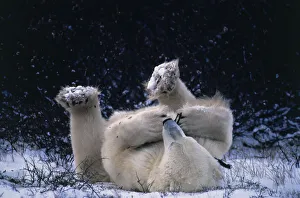 Polar bear lying on back playing with twig {Ursus maritimus} Canada Churchill Polar bear lying on back playing with twig {Ursus maritimus} Canada Churchill