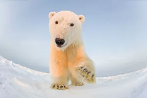 Animal Feet Collection: Polar bear (Ursus maritimus) curious young male on the newly frozen pack ice