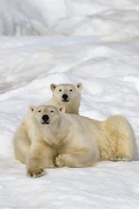 Polar bear (Ursus maritimus) female with juvenile, age one year and a half, Wrangel Island Polar bear (Ursus maritimus) female with juvenile, age one year and a half, Wrangel Island