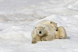 Polar bear (Ursus maritimus) female with young, age one year and a half, resting on the ice Polar bear (Ursus maritimus) female with young, age one year and a half, resting on the ice