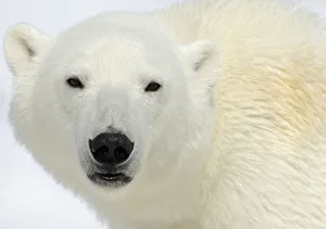 Polar Bear (Ursus maritimus) head portrait, Svalbard, Norway Polar Bear (Ursus maritimus) head portrait, Svalbard, Norway