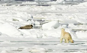 Polar bear (Ursus maritimus) hunting Seal on sea ice. Svalbard, Norway, July 2018 Polar bear (Ursus maritimus) hunting Seal on sea ice. Svalbard, Norway, July 2018