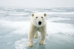 Polar bear (Ursus maritimus) on sea ice, off the coast of Svalbard, Norway Polar bear (Ursus maritimus) on sea ice, off the coast of Svalbard, Norway