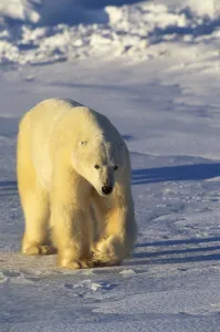 Polar bear walking {Ursus maritimus} Hudson Bay, Canada Polar bear walking {Ursus maritimus} Hudson Bay, Canada