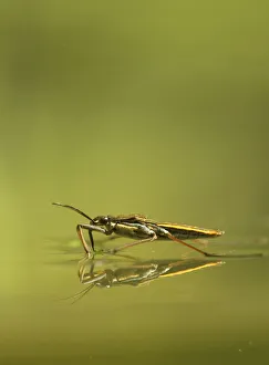 Pond skater (Gerris lacustris) on a pond, Hertfordshire, England, UK, June Pond skater (Gerris lacustris) on a pond, Hertfordshire, England, UK, June