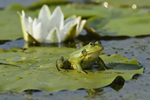 Pool Frog (Rana lessonae) sitting on White lily pad, Danube delta rewilding area, Romania Pool Frog (Rana lessonae) sitting on White lily pad, Danube delta rewilding area, Romania
