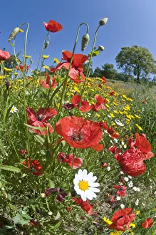 Poppies (Papaver rhoeas) in flower, growing near the military cemetry, Bolsena, Italy Poppies (Papaver rhoeas) in flower, growing near the military cemetry, Bolsena, Italy