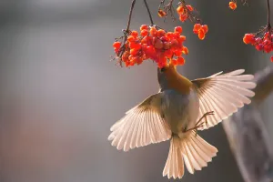 Robin Print: January Bird Feeding on Gelder Rose Berries