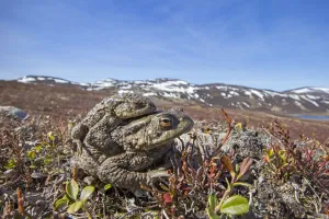 Prints of Common toad (Bufo bufo) pair in amplexus, Deeside, Scotland April Toad Prints: Common toad pair in amplexus print