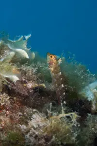 Male Yellow triplefin blenny print, Larvotto Marine Reserve