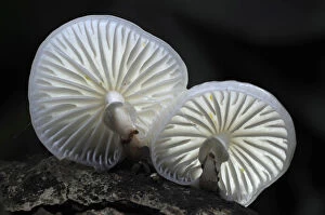 Physalacriaceae Collection: Porcelain toadstools (Oudemansiella mucida) New Forest, Hampshire, UK, October
