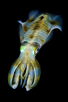 Portrait of Bigfin squid (Sepioteuthis lessoniana) hovering in open water above a Portrait of Bigfin squid (Sepioteuthis lessoniana) hovering in open water above a