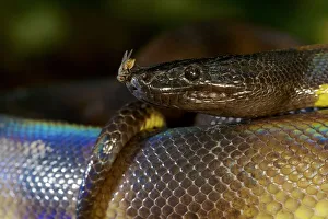 Portrait of a Bismarck Ringed python (Bothrochilus boa) with fly, Willaumez Peninsula Portrait of a Bismarck Ringed python (Bothrochilus boa) with fly, Willaumez Peninsula
