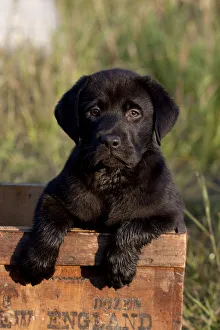 Portrait of Black Labrador Retriever puppy in antique wooden egg box, Illinois, USA Portrait of Black Labrador Retriever puppy in antique wooden egg box, Illinois, USA