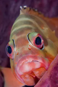 Portrait of Blacktip grouper (Epinephelus fasciatus) resting in Barrel sponge Portrait of Blacktip grouper (Epinephelus fasciatus) resting in Barrel sponge