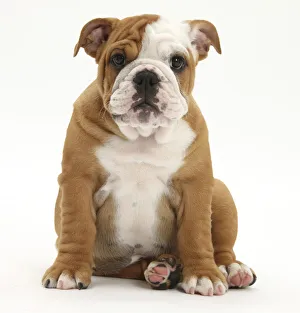 Portrait of a Bulldog puppy sitting, 11 weeks Portrait of a Bulldog puppy sitting, 11 weeks