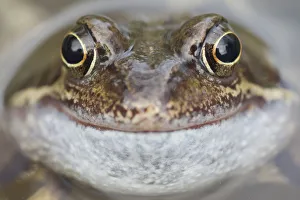 Portrait of Common frog (Rana temporaria) in garden pond, Warwickshire, England, UK, March Portrait of Common frog (Rana temporaria) in garden pond, Warwickshire, England, UK, March