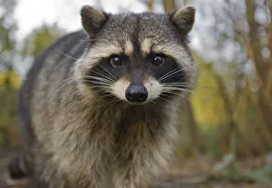 Portrait of a Common Racoon (Procyon lotor). Stanley Park, Vancouver, Canada, March Portrait of a Common Racoon (Procyon lotor). Stanley Park, Vancouver, Canada, March