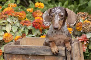Portrait of dappled miniature Dachshund puppy, in antique wooden box with zinnias in background Portrait of dappled miniature Dachshund puppy, in antique wooden box with zinnias in background