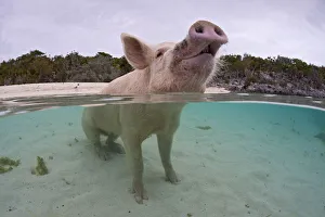 Portrait of a domestic pig (Sus domestica) sitting in the sea. Exuma Cays, Bahamas Portrait of a domestic pig (Sus domestica) sitting in the sea. Exuma Cays, Bahamas