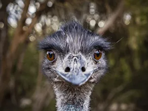 Portrait of Emu (Dromaius novaehollandiae). Kangaroo Island, South Australia Portrait of Emu (Dromaius novaehollandiae). Kangaroo Island, South Australia