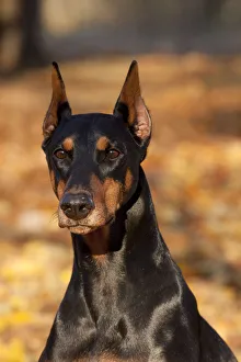 Portrait of female Doberman Pinscher sitting in yellow maple leaves, Illinois, USA Portrait of female Doberman Pinscher sitting in yellow maple leaves, Illinois, USA
