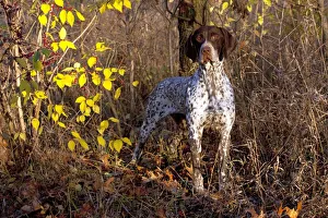 Portrait of German Shorthair Pointer in woodland, Illinois, USA Portrait of German Shorthair Pointer in woodland, Illinois, USA