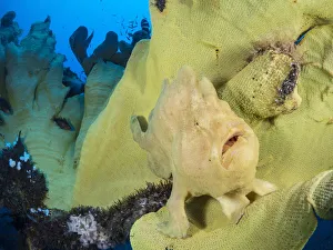 Portrait of a Giant frogfish (Antennarius commersoni) on a large Yellow elephant ear sponge Portrait of a Giant frogfish (Antennarius commersoni) on a large Yellow elephant ear sponge