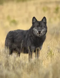 Portrait of Grey Wolf (Canis lupus). Yellowstone National Park, Wyoming, USA, October Portrait of Grey Wolf (Canis lupus). Yellowstone National Park, Wyoming, USA, October