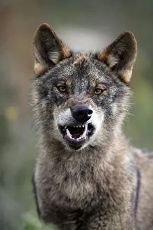 Portrait of Iberian wolf {Canis lupus sygnatus} snarling, captive, Lobo Park, Antequera Portrait of Iberian wolf {Canis lupus sygnatus} snarling, captive, Lobo Park, Antequera
