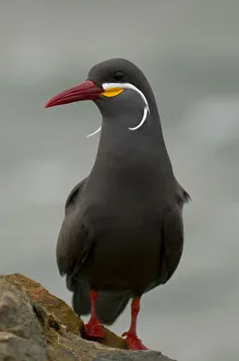 Portrait of an Inca Tern (Larosterna inca). Paracas National Reserve, Peru Portrait of an Inca Tern (Larosterna inca). Paracas National Reserve, Peru
