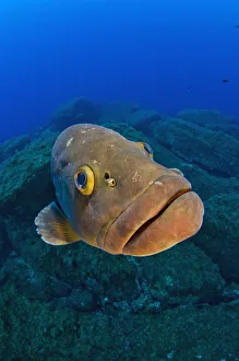 A portrait of a large male Dusky grouper (Epinephelus marginatus). Lavezzi Islands A portrait of a large male Dusky grouper (Epinephelus marginatus). Lavezzi Islands