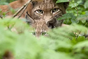 Portrait of a Lynx (Lynx lynx) mother and kitten. Hanau, Germany, July. Captive Portrait of a Lynx (Lynx lynx) mother and kitten. Hanau, Germany, July. Captive