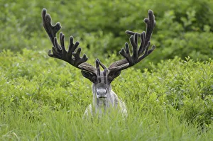 Portrait of male Reindeer (Rangifer tarandus) with large antlers, in velvet Portrait of male Reindeer (Rangifer tarandus) with large antlers, in velvet