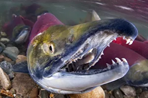 Portrait of Male Sockeye salmon (Oncorhynchus nerka) showing teeth Portrait of Male Sockeye salmon (Oncorhynchus nerka) showing teeth
