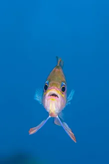 A portrait of a Mediterranean anthias (Anthias anthias) against open water. Secca Del Papa A portrait of a Mediterranean anthias (Anthias anthias) against open water. Secca Del Papa