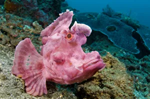 Portrait of Paddle-flap scorpionfish (Rhinopias eschmeyeri) on rubble slope Portrait of Paddle-flap scorpionfish (Rhinopias eschmeyeri) on rubble slope