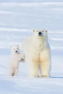 Portrait of Polar bear (Ursus maritimus) sow standing with her cub on the snow in late Portrait of Polar bear (Ursus maritimus) sow standing with her cub on the snow in late