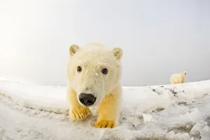 Portrait of Polar bear (Ursus maritimus) cub along the Bernard Spit during autumn freeze up Portrait of Polar bear (Ursus maritimus) cub along the Bernard Spit during autumn freeze up
