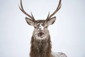 Portrait of Red deer stag (Cervus elaphus) on open moorland in snow, licking its lips Cairngorms NP Portrait of Red deer stag (Cervus elaphus) on open moorland in snow, licking its lips Cairngorms NP