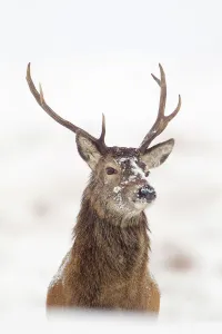 Portrait of Red deer stag (Cervus elaphus) on open moorland in snow, Cairngorms NP Portrait of Red deer stag (Cervus elaphus) on open moorland in snow, Cairngorms NP