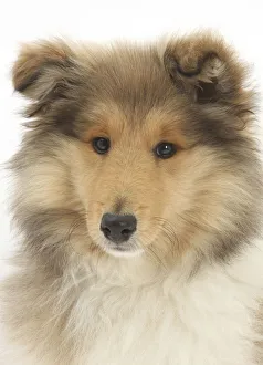 Portrait of a Rough Collie puppy, 14 weeks Portrait of a Rough Collie puppy, 14 weeks